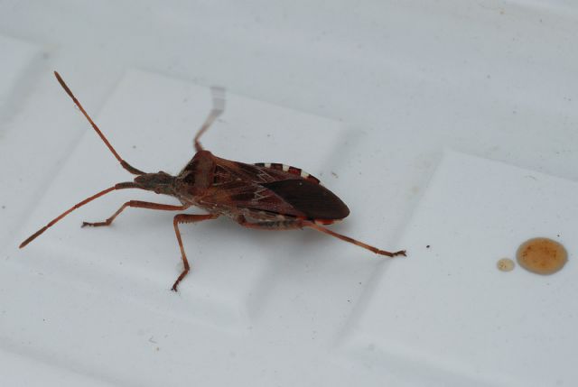 Coreide: Leptoglossus occidentalis defecante a Pistoia